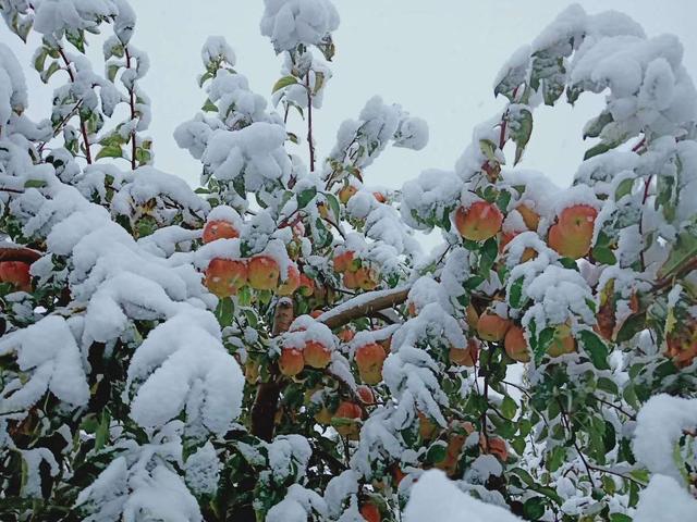 厄尔尼诺是海水温度的什么现象，厄尔尼诺现象是指海水温度什么的现象（为啥我国的气象专家都在紧盯着它）