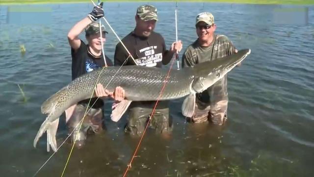 云南西双版纳巨骨舌鱼，巨骨舌鱼到底有多傻