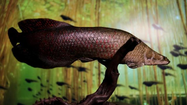 云南西双版纳巨骨舌鱼，巨骨舌鱼到底有多傻