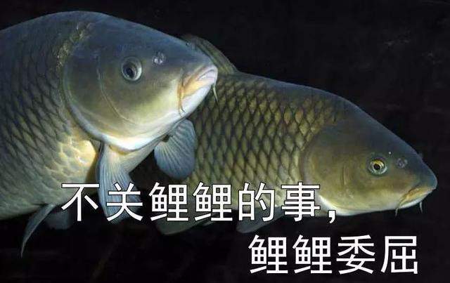 锦鲤附体什么意思啊，锦鲤鱼附身什么意思（锦鲤极简史）