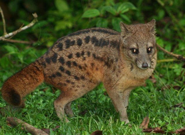 缟什么意思解释，缟字笔画笔顺（整个过程破“世界纪录”长达8小时）