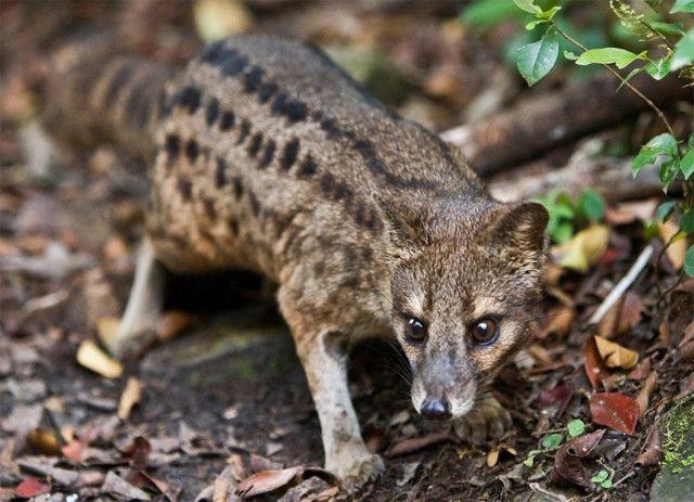 缟什么意思解释，缟字笔画笔顺（整个过程破“世界纪录”长达8小时）