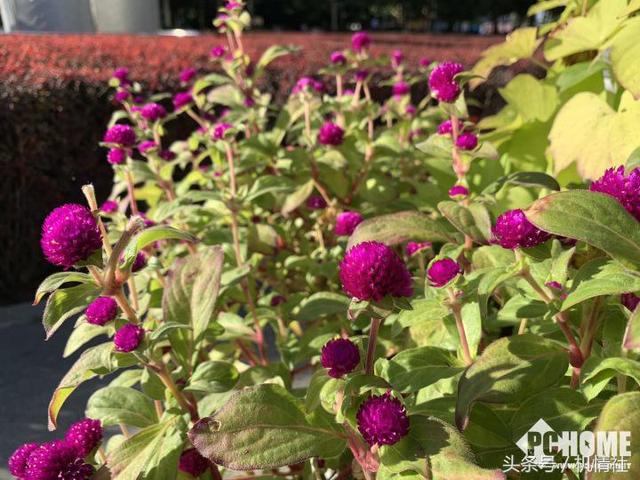 苹果xs处理器，苹果xs处理器多少（沃4G+体验最优）