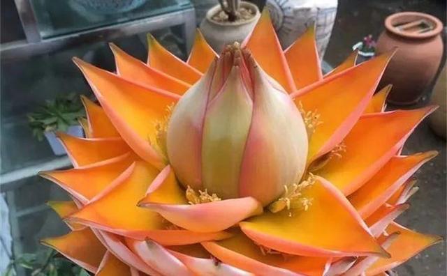 地涌金莲不能随便养，地涌金莲养殖方法（刚放在门口就招来“采花贼”）