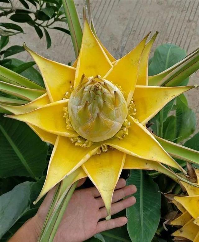 地涌金莲不能随便养，地涌金莲养殖方法（刚放在门口就招来“采花贼”）