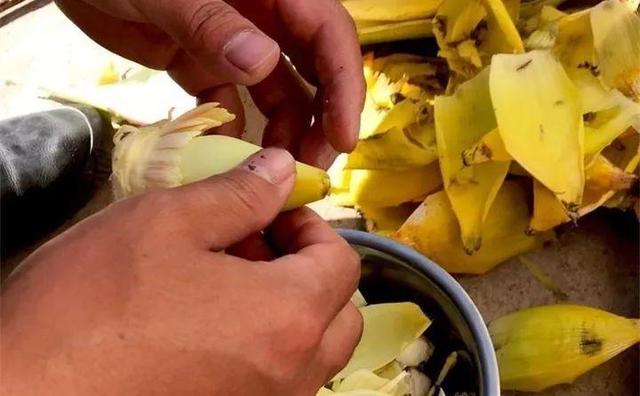 地涌金莲不能随便养，地涌金莲养殖方法（刚放在门口就招来“采花贼”）