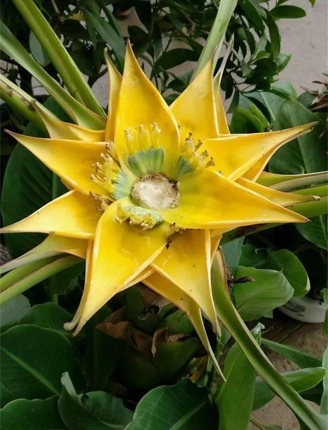 地涌金莲不能随便养，地涌金莲养殖方法（刚放在门口就招来“采花贼”）