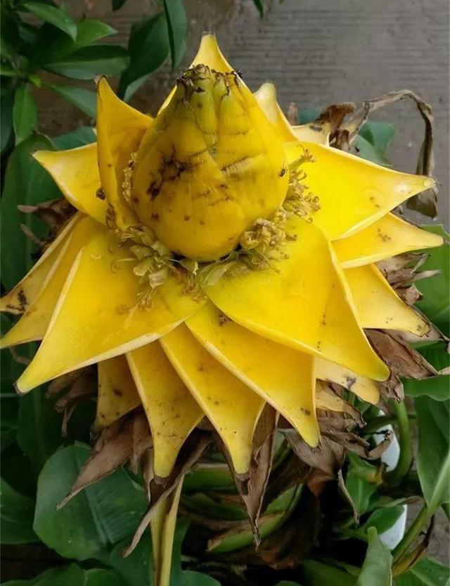 地涌金莲不能随便养，地涌金莲养殖方法（刚放在门口就招来“采花贼”）