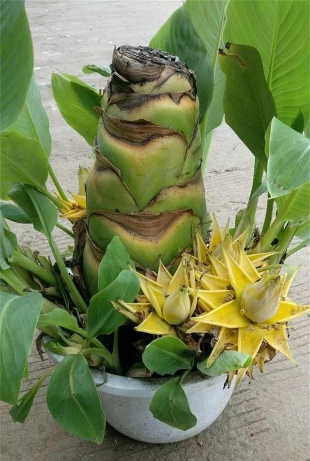 地涌金莲不能随便养，地涌金莲养殖方法（刚放在门口就招来“采花贼”）