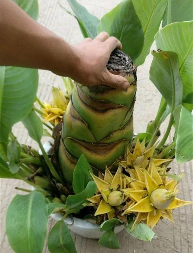 地涌金莲不能随便养，地涌金莲养殖方法（刚放在门口就招来“采花贼”）