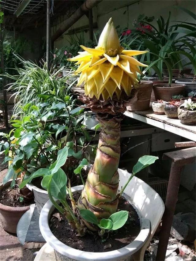 地涌金莲不能随便养，地涌金莲养殖方法（刚放在门口就招来“采花贼”）