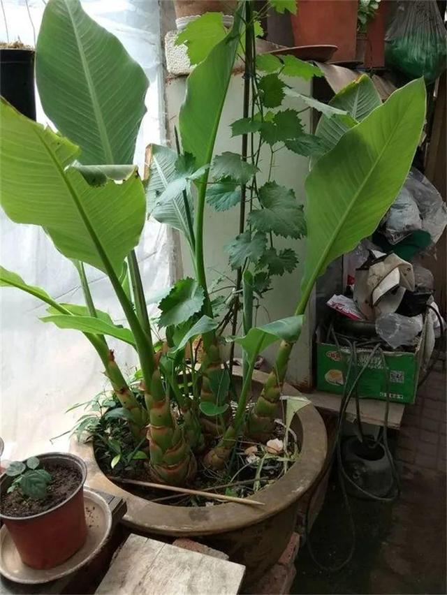 地涌金莲不能随便养，地涌金莲养殖方法（刚放在门口就招来“采花贼”）