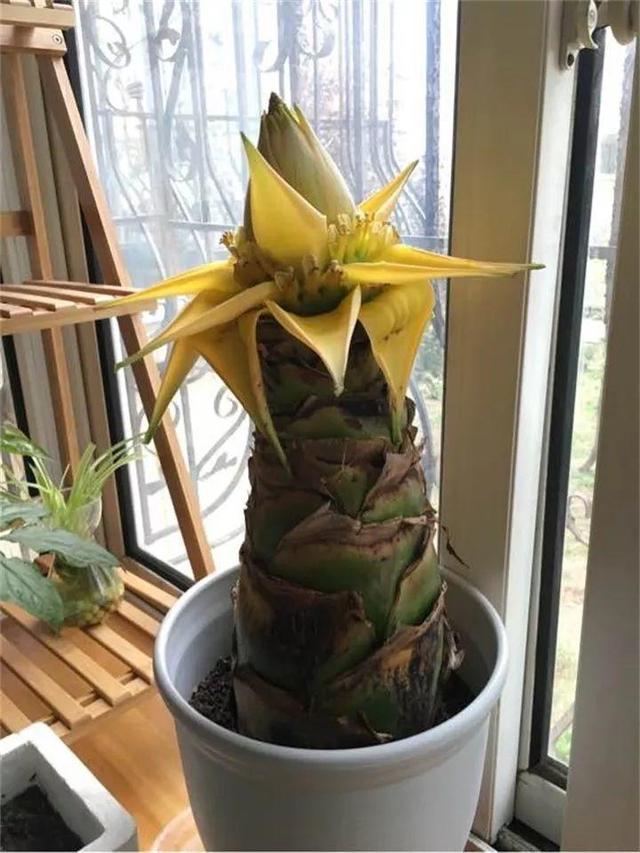 地涌金莲不能随便养，地涌金莲养殖方法（刚放在门口就招来“采花贼”）