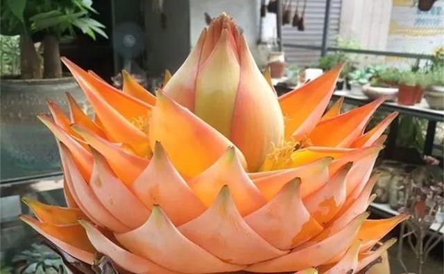 地涌金莲不能随便养，地涌金莲养殖方法（刚放在门口就招来“采花贼”）