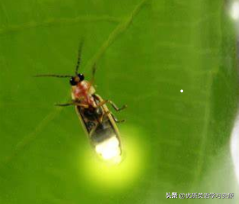 fly复数(fly什么时候变flies)