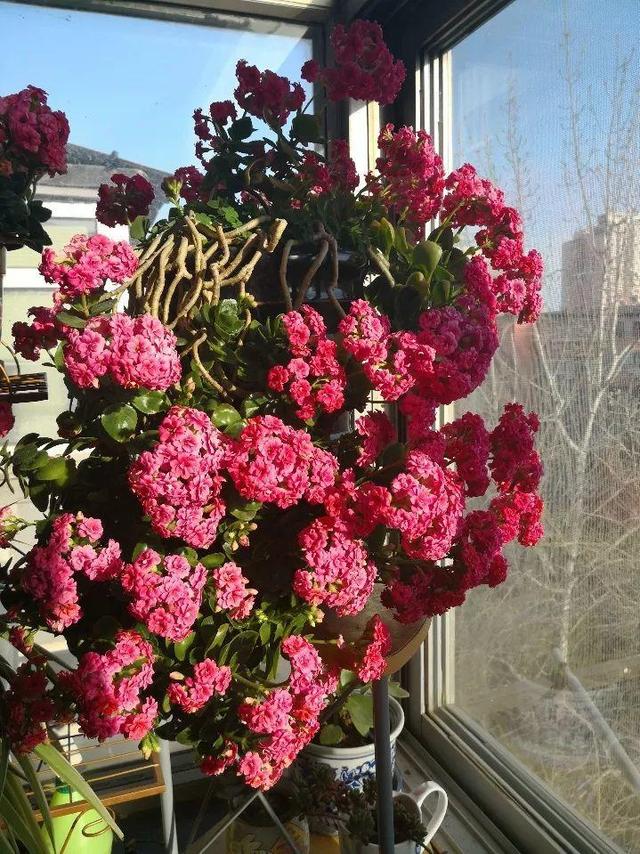 最漂亮的棒棒糖图片，如何画出漂亮的棒棒糖（长寿花半年养成“长寿树”）
