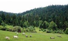 攀枝花属于哪个省份，攀枝花属于哪个省份城市（四川省攀枝花市概况）