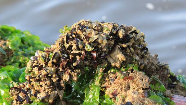 淡菜是什么，淡菜的功效与作用（知道“淡菜”是什么菜吗）