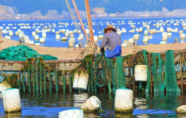 淡菜是什么，淡菜的功效与作用（知道“淡菜”是什么菜吗）