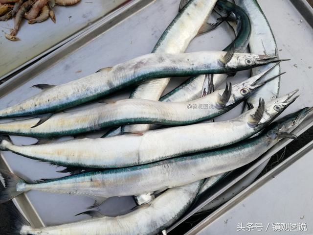 针鱼怎么做好吃，美味针鱼的做法（39元买了两条针鱼红烧尝鲜）