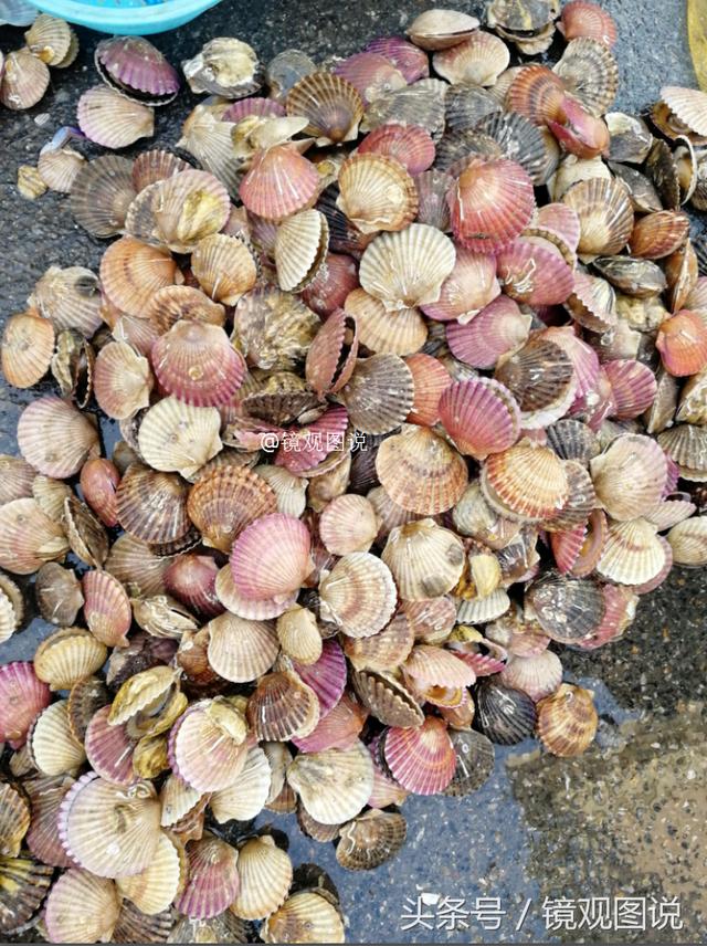 针鱼怎么做好吃，美味针鱼的做法（39元买了两条针鱼红烧尝鲜）