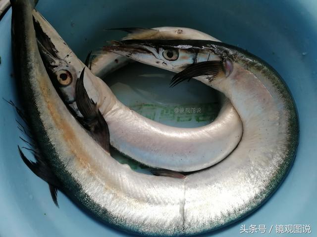 针鱼怎么做好吃，美味针鱼的做法（39元买了两条针鱼红烧尝鲜）