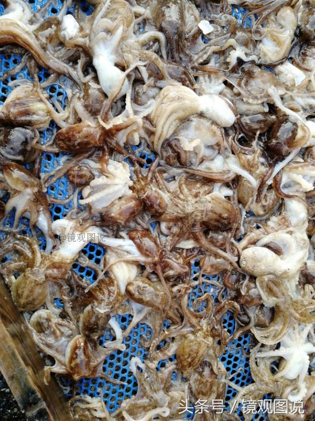 针鱼怎么做好吃，美味针鱼的做法（39元买了两条针鱼红烧尝鲜）