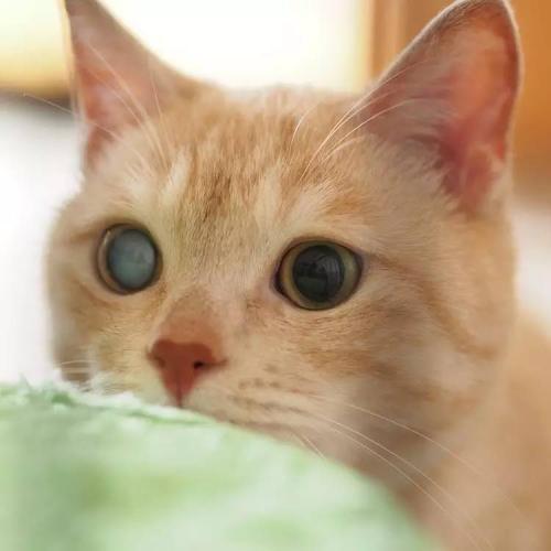 如何正确判断猫咪眼睛是否失明，怎么判断猫眼睛失明（一次偶然发现猫咪失明了）