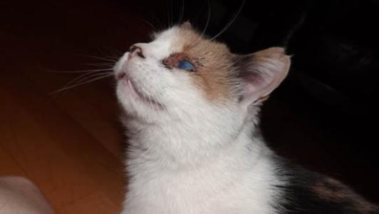 如何正确判断猫咪眼睛是否失明，怎么判断猫眼睛失明（一次偶然发现猫咪失明了）