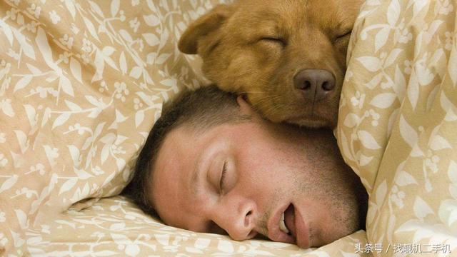 北极熊冬眠吗，北极熊冬眠（为什么还需要冬眠）