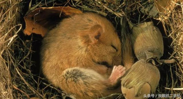 北极熊冬眠吗，北极熊冬眠（为什么还需要冬眠）