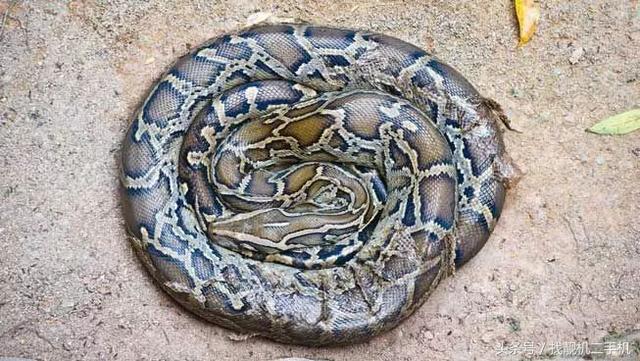 北极熊冬眠吗，北极熊冬眠（为什么还需要冬眠）