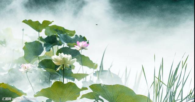 荷花的拼音怎么写，荷花的读音是什么（中药材荷花）