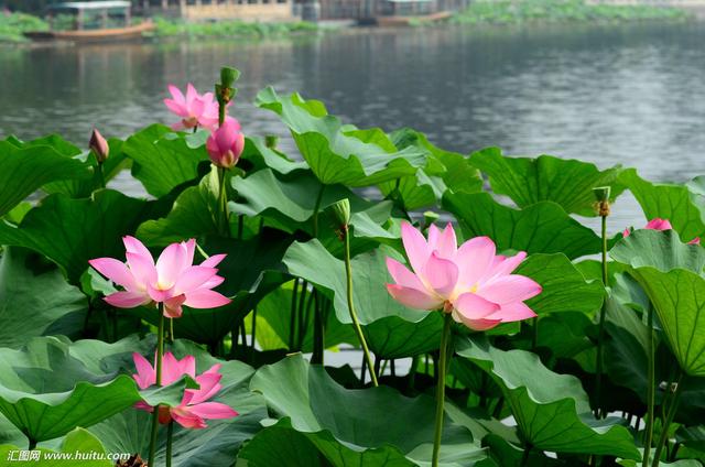 荷花的拼音怎么写，荷花的读音是什么（中药材荷花）