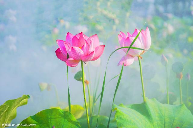 荷花的拼音怎么写，荷花的读音是什么（中药材荷花）