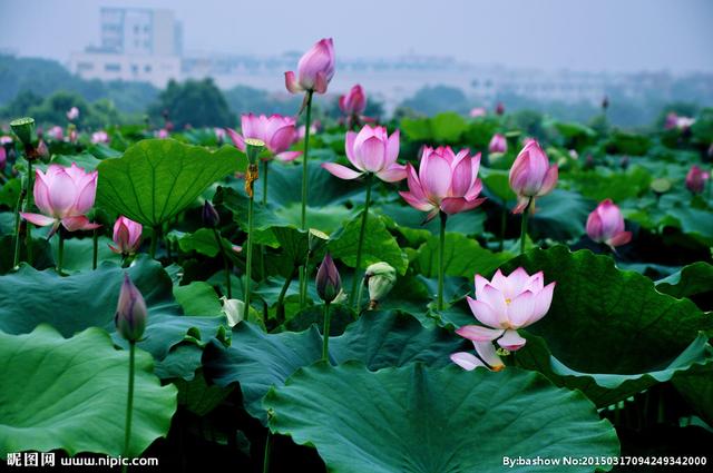 荷花的拼音怎么写，荷花的读音是什么（中药材荷花）