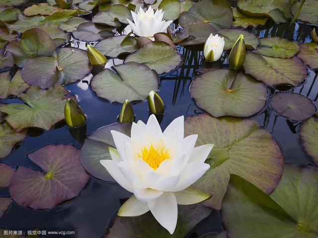 荷花的拼音怎么写，荷花的读音是什么（中药材荷花）