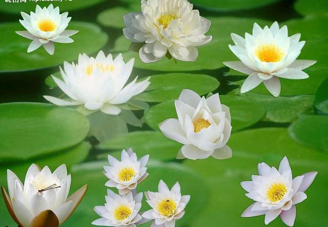 荷花的拼音怎么写，荷花的读音是什么（中药材荷花）