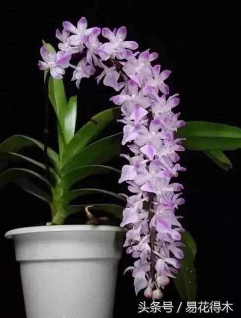 万代兰，指甲兰和万代兰的区别辨识及鉴赏（万代兰怎么种植及养护要点）