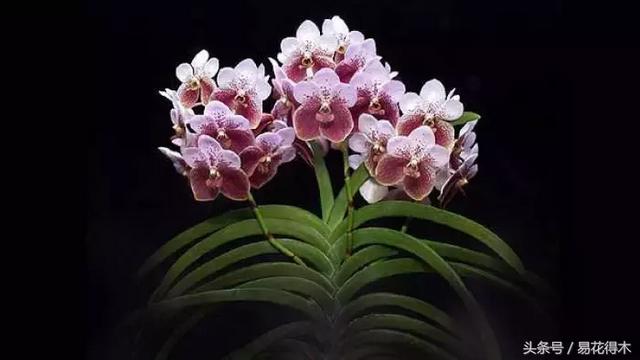 万代兰，指甲兰和万代兰的区别辨识及鉴赏（万代兰怎么种植及养护要点）