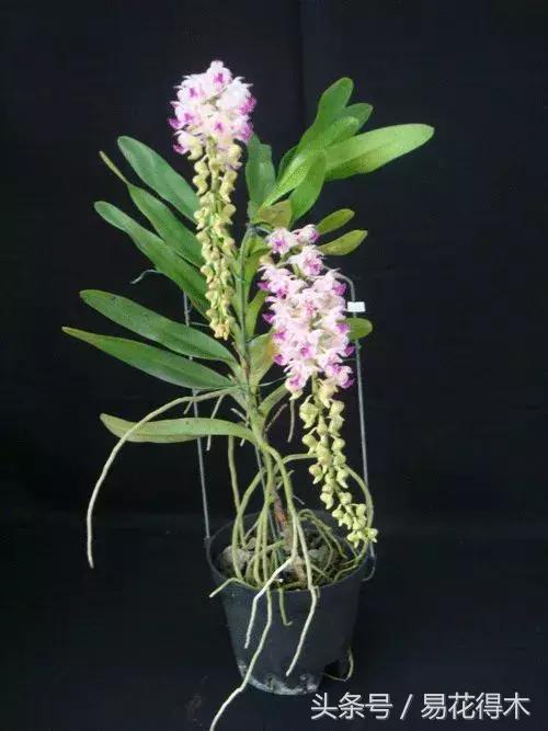 万代兰，指甲兰和万代兰的区别辨识及鉴赏（万代兰怎么种植及养护要点）