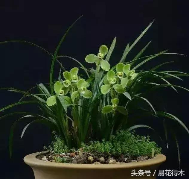 万代兰，指甲兰和万代兰的区别辨识及鉴赏（万代兰怎么种植及养护要点）