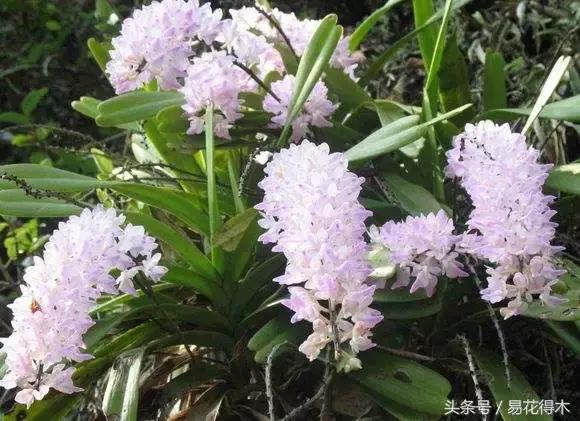 万代兰，指甲兰和万代兰的区别辨识及鉴赏（万代兰怎么种植及养护要点）