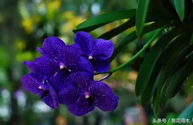 万代兰，指甲兰和万代兰的区别辨识及鉴赏（万代兰怎么种植及养护要点）
