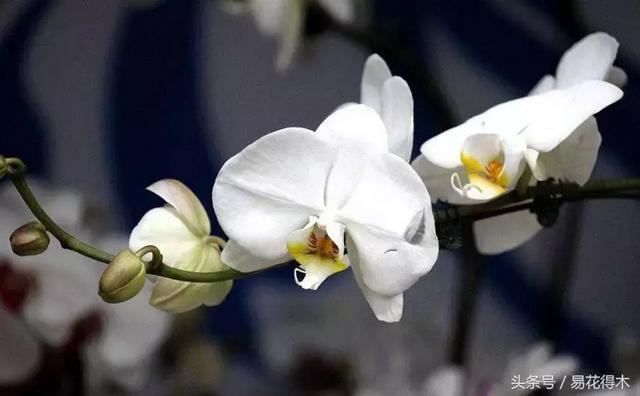 万代兰，指甲兰和万代兰的区别辨识及鉴赏（万代兰怎么种植及养护要点）