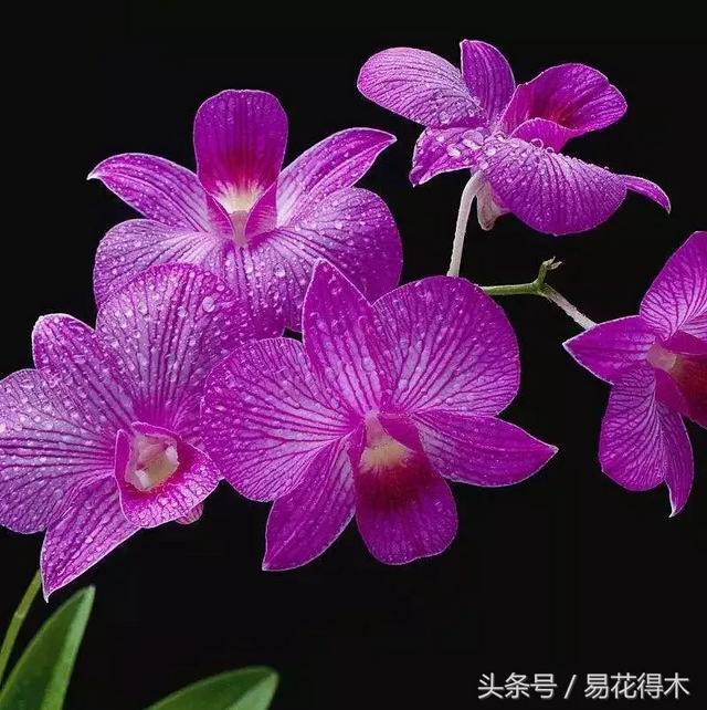 万代兰，指甲兰和万代兰的区别辨识及鉴赏（万代兰怎么种植及养护要点）