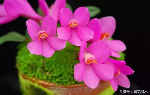 万代兰，指甲兰和万代兰的区别辨识及鉴赏（万代兰怎么种植及养护要点）