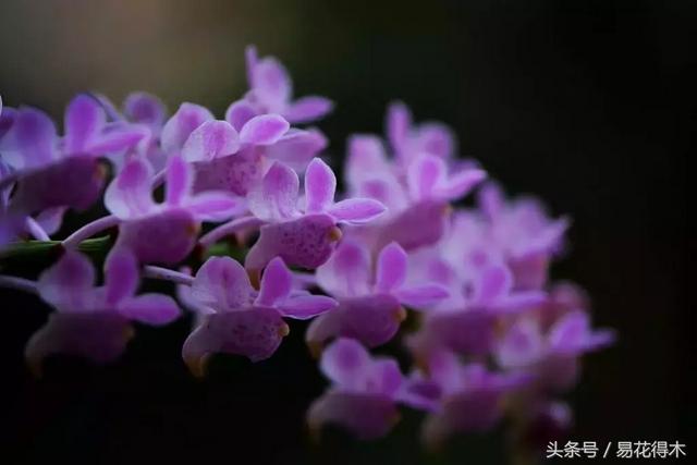 万代兰，指甲兰和万代兰的区别辨识及鉴赏（万代兰怎么种植及养护要点）