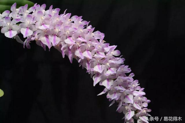 万代兰，指甲兰和万代兰的区别辨识及鉴赏（万代兰怎么种植及养护要点）