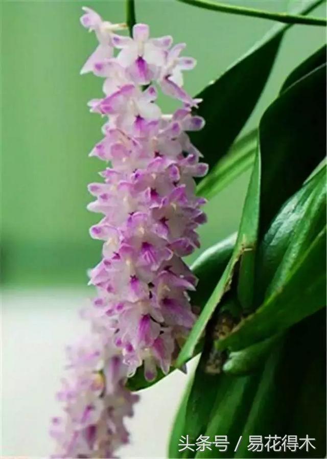 万代兰，指甲兰和万代兰的区别辨识及鉴赏（万代兰怎么种植及养护要点）